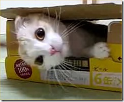 dont-disturb-this-cat-in-the-box