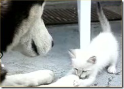 Husky-vs-Kitten
