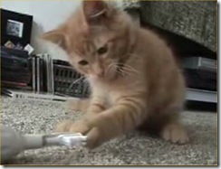 kitty-refuses-to-brush-his-teeth