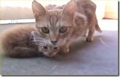 momma-cat-comes-to-rescue-her-kitty