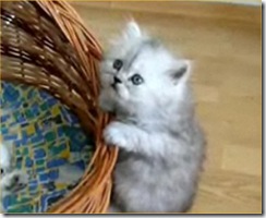 nap-time-but-kitty-cant-climb-back-into-basket